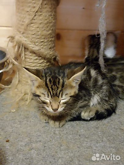 Бенгальские котята