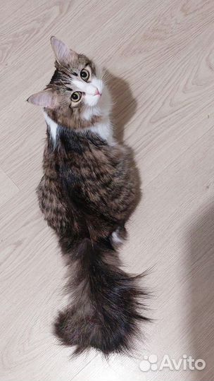 Кошка 1 год Саффи ищет дом