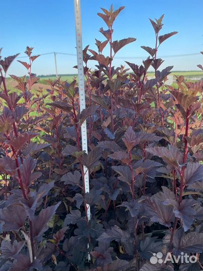 Пузыреплодник diablo