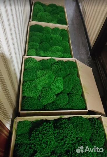 Стабилизированный мох не требует ухода дизайн