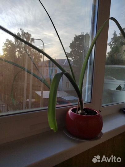 Индийский лук