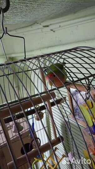 Попугай неразлучник