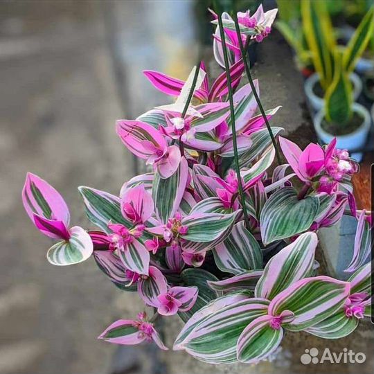 Традесканция Нанук