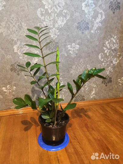 Замиокулькас