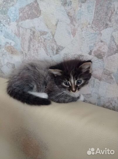 Кошка в дар бесплатно