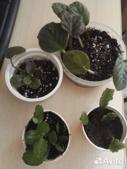 Фикус орхидея лудизия шефлера кордилина фиалки