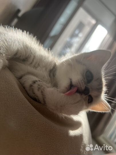 Шотландский котёнок прямоухий