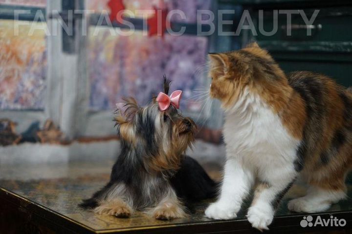 Йоркширский терьер