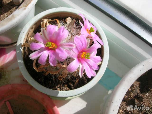 Цветущий кактус