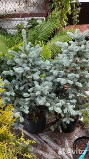 Саженцы ель голубая