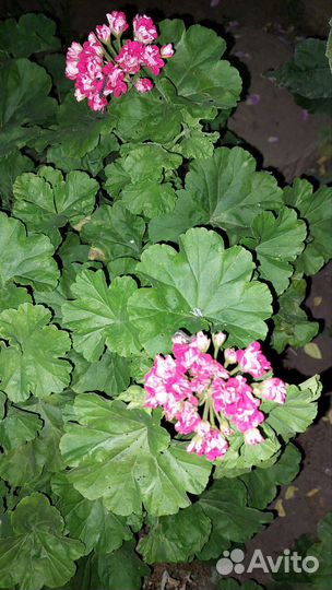 Пеларгония герань