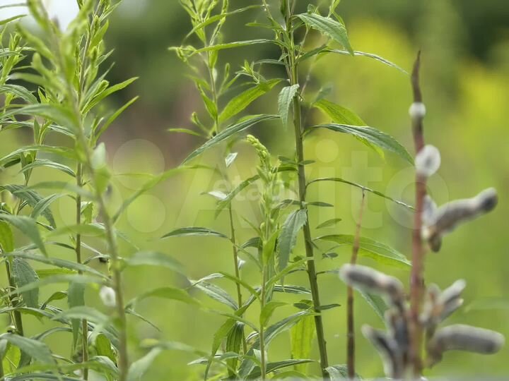 Участок 28,1 сот. (ИЖС)