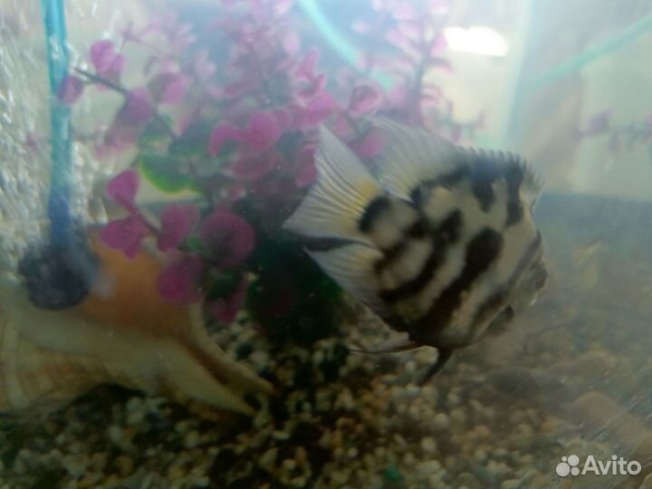 Аквариум с рыбками бу