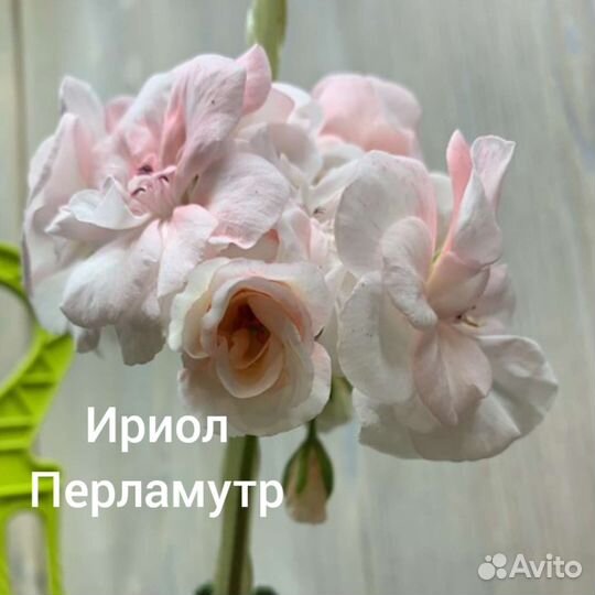 Герань пеларгония