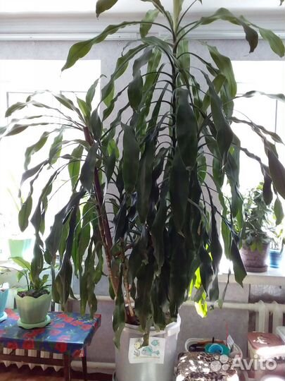 Цветок пальма Драцена 3 метра высотой