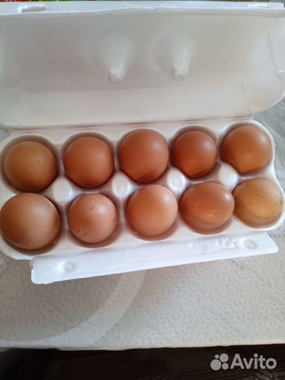 Домашние куриные яйца