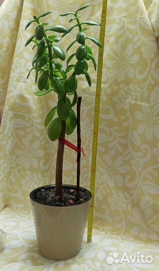 Толстянка. Денежное дерево