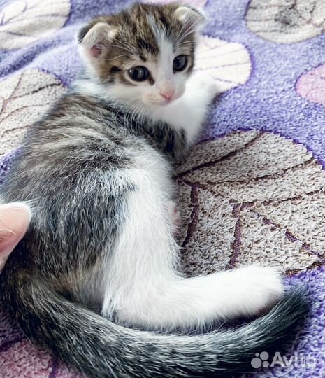 Вислоухие котята