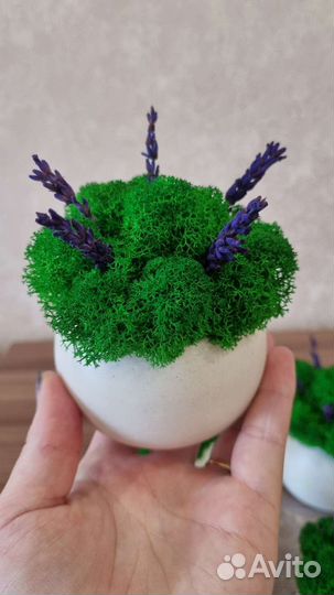 Кашпо подарок со мхом и лавандой