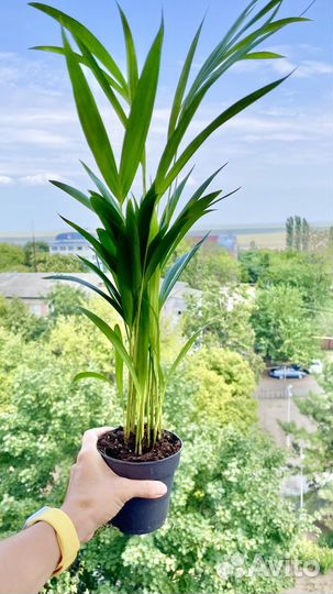 Пальма дипсис