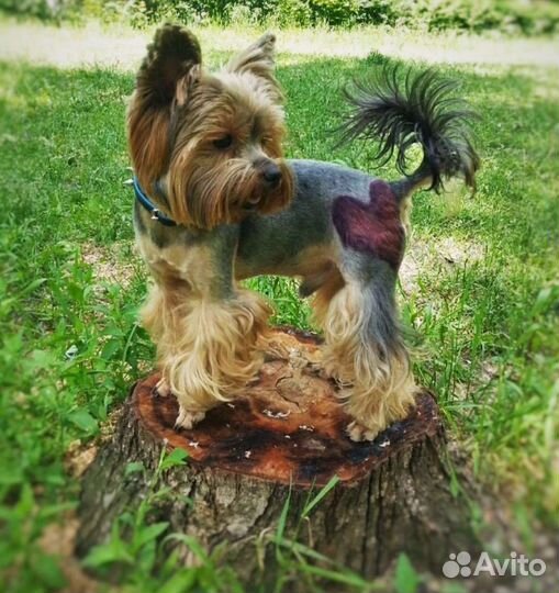 Грумер стрижка собак и кошек