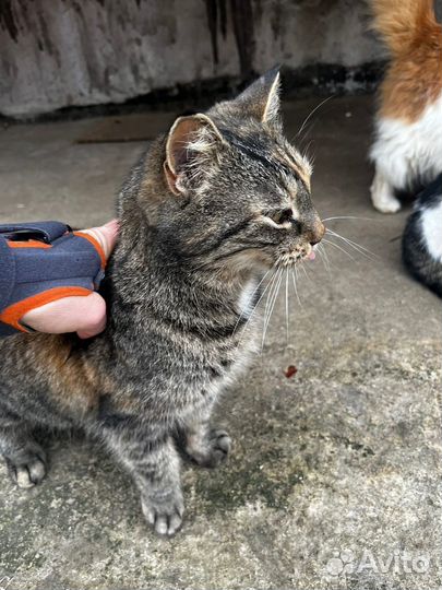 Эби - ласковая черепашка