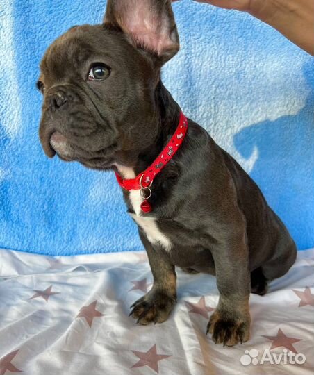 Французики флаффи