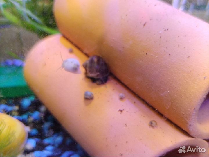 Улитки аквариумные ампулярии