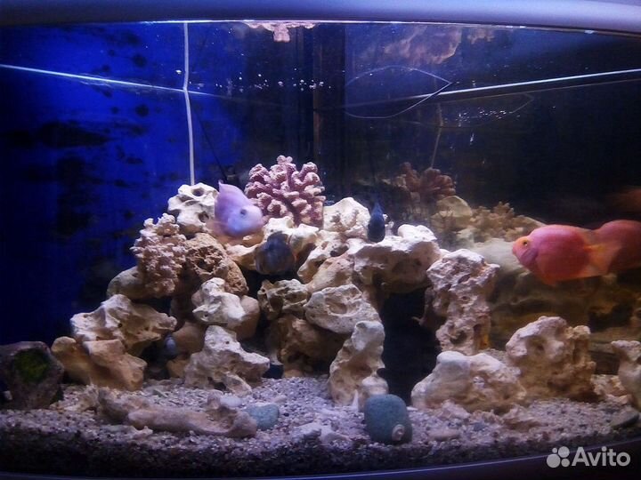 Обслуживание аквариумов