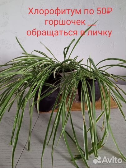 Хлорофитум