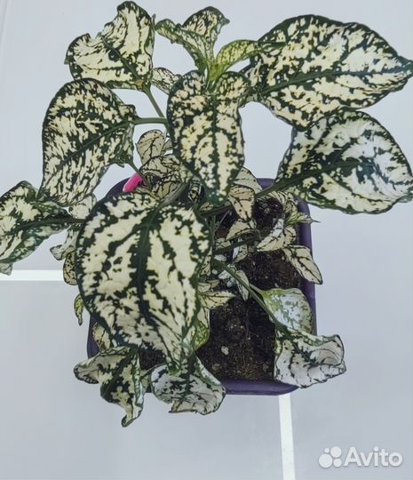 Комнатные растения цветы