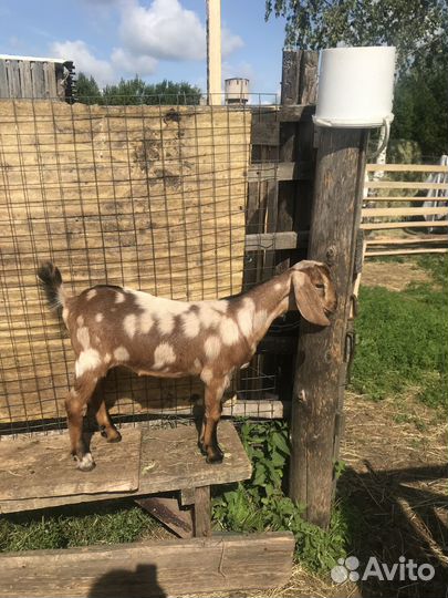 Процентные Нубийские козочки и козлики