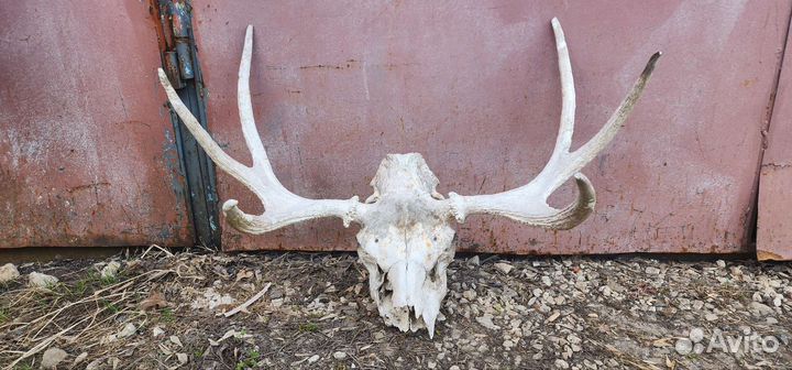 Рога оленя обмен