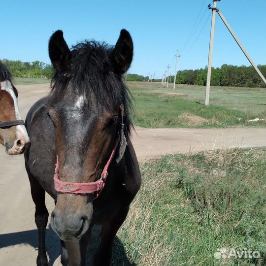 Жеребец орловец