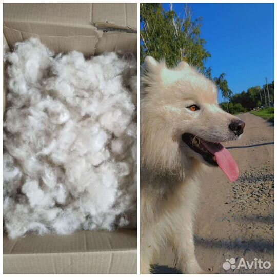 Шерсть самоеда