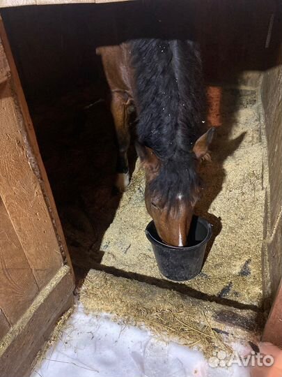 Навоз конский (перегной )