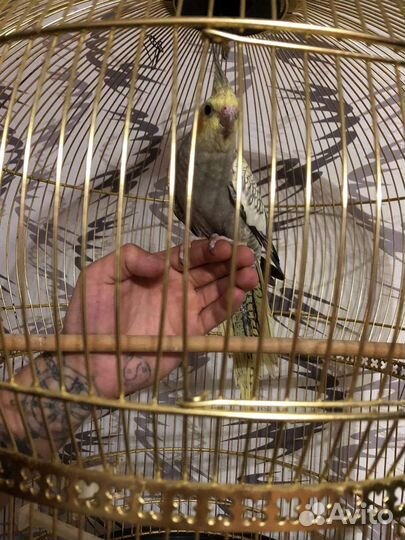 Попугай корелла с клеткой