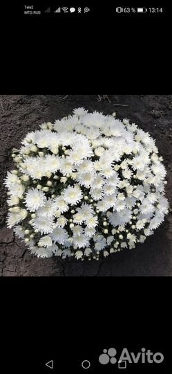 Хризантема шаровидная