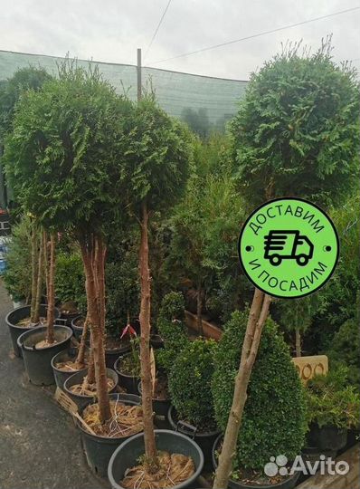 Туя Колумна Формированная