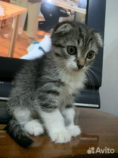 Котята в добрые руки даром бесплатно