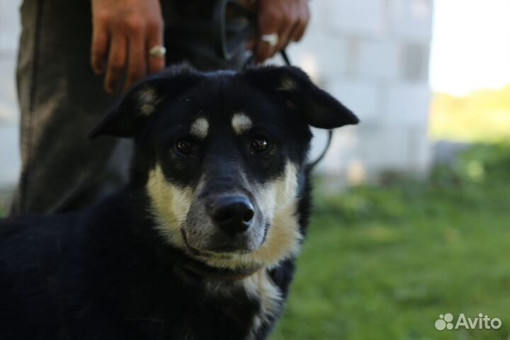 Луна ищет дом