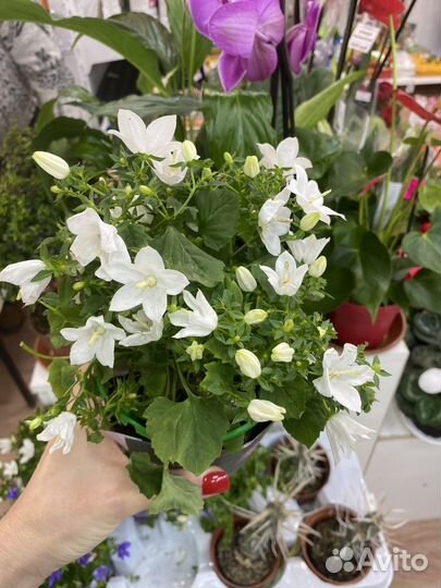 Кампанула жених и невеста