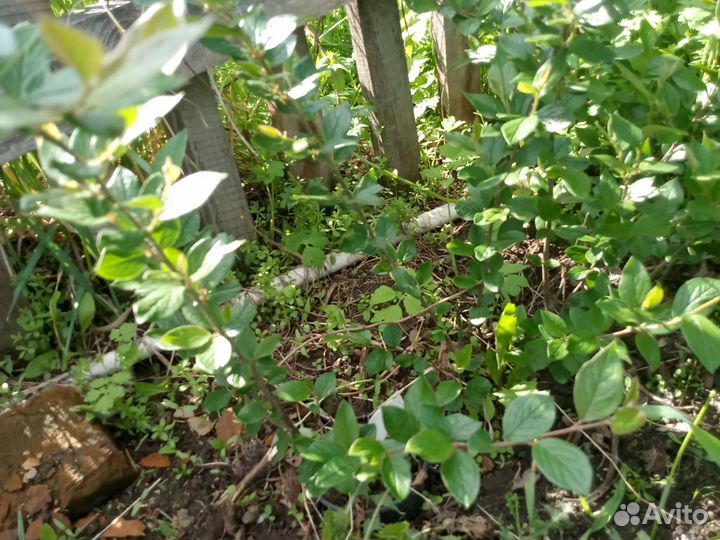 Саженцы плодовых, ягодных и декоративных культур