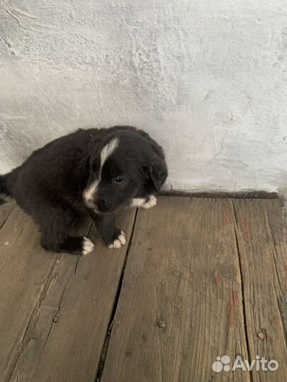 Тувинская овчарка