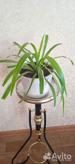 Хлорофитум