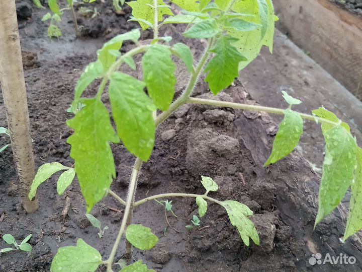 Продам рассаду помидор, перец, баклажан, цветы