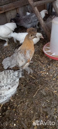 Декоративные карликовые куры