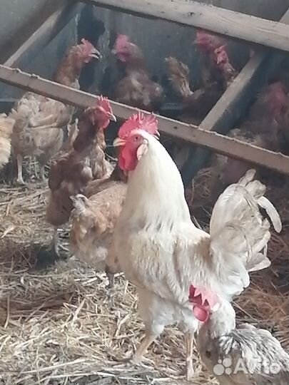 Куры несушки