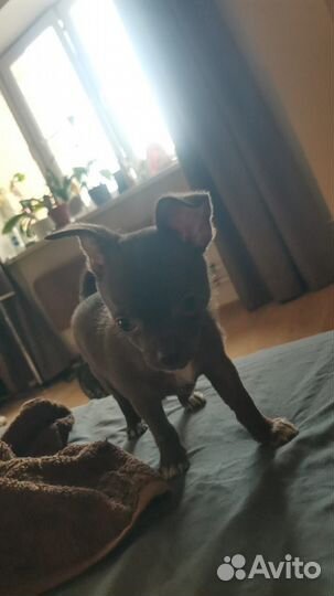 Щенки чихуахуа