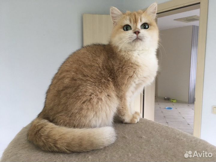 Британская кошка золотая шиншилла
